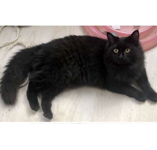 Photo of Ember