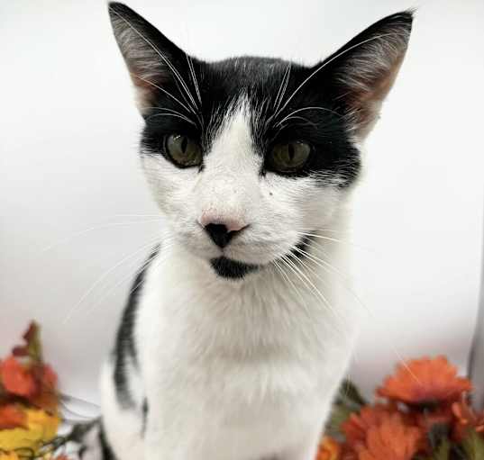 Photo of Bandit XIII
