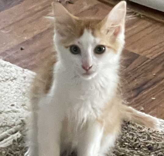 Photo of Ralphie