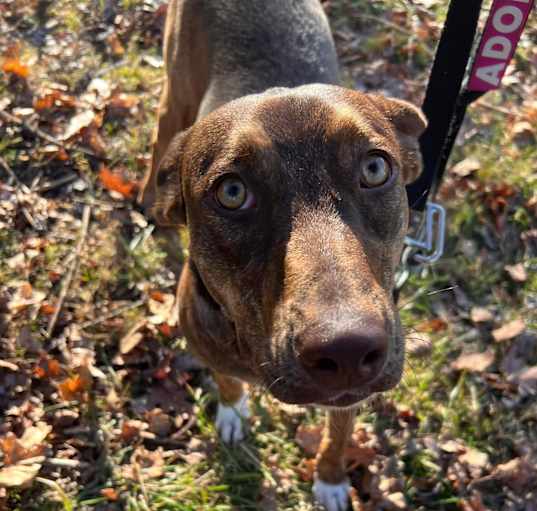 Photo of Penny