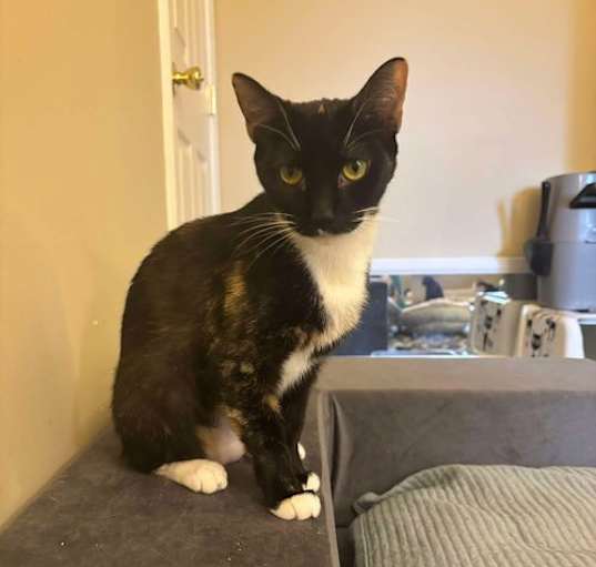 Photo of Taco 0354