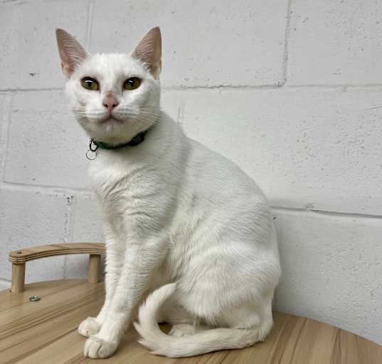 Photo of Blanca
