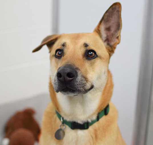 Photo of Dodger