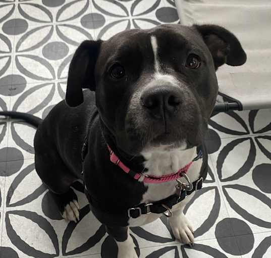 Photo of Onyx