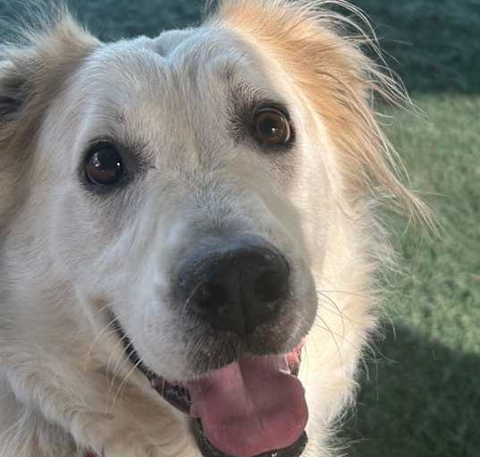 Photo of Auggie