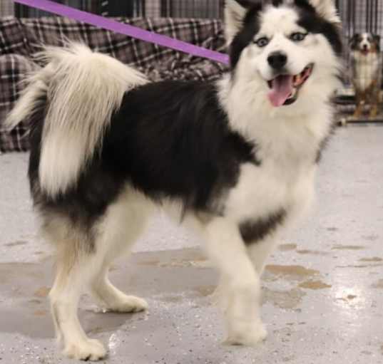 Photo of Axel