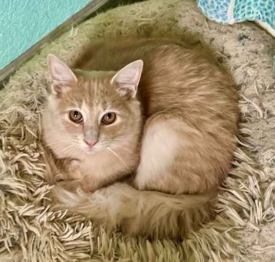 Photo of Milo