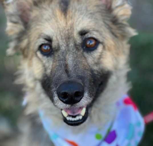 Photo of Odie