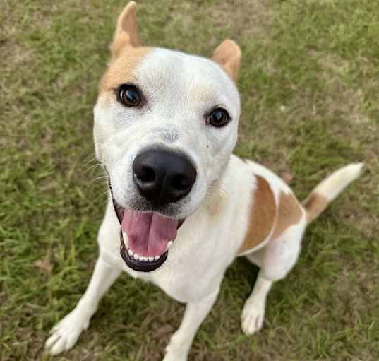 Photo of Lucky