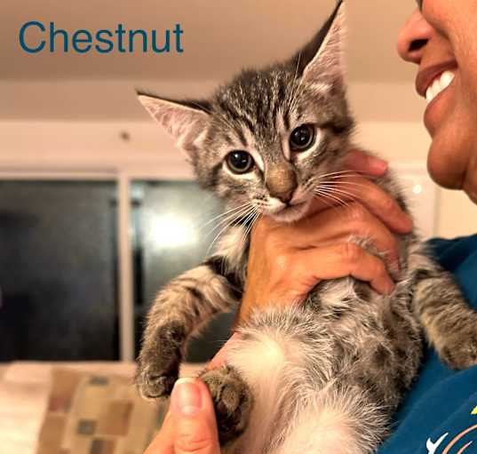 Photo of brothers Chestnut & Almond