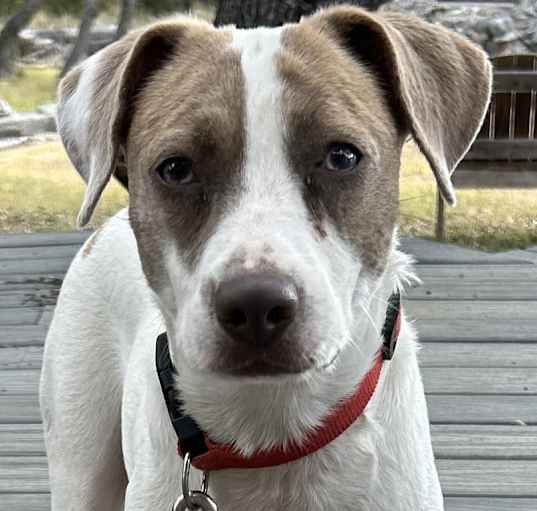 Photo of Dolly