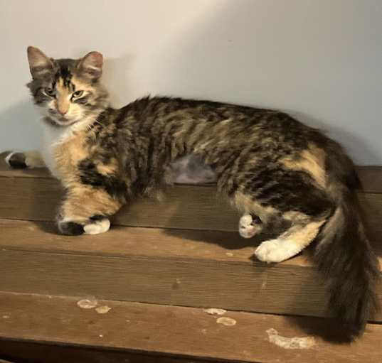 Photo of PomPom