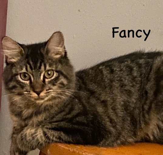 Photo of Fancy