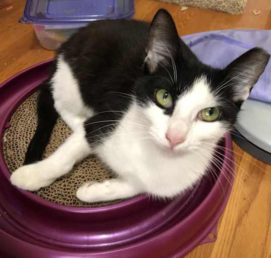 Photo of Pixi