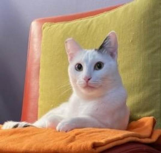 Photo of Shiloh