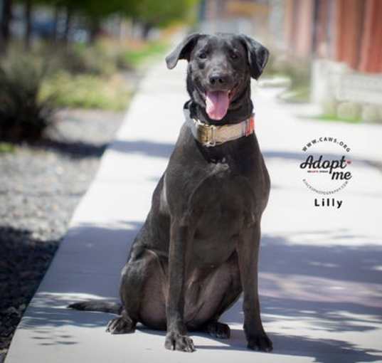 Photo of Lilly
