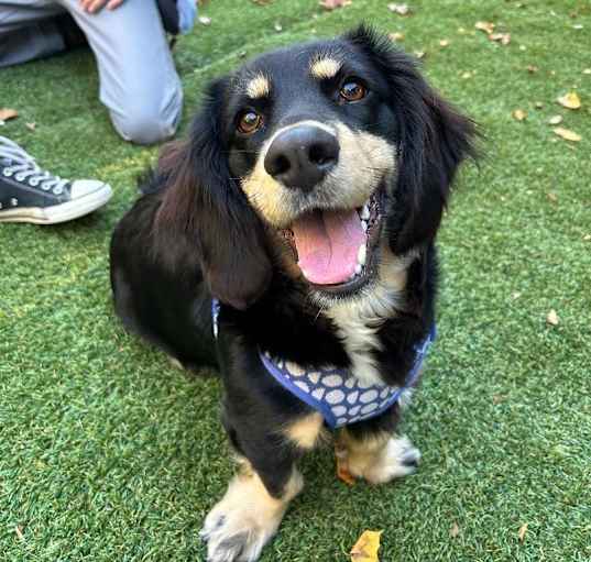 Photo of Slinky