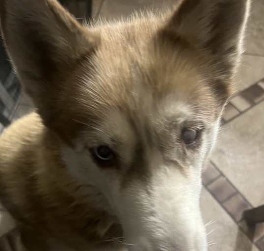 Photo of Koko