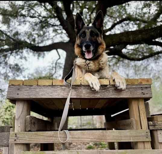 Photo of Maverick