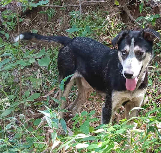 Photo of Badger