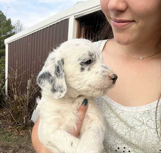 Photo of Snowball