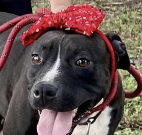 Photo of Petunia