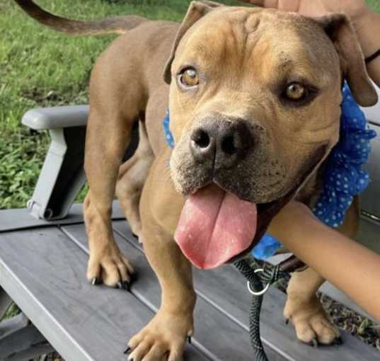 Photo of Tonka