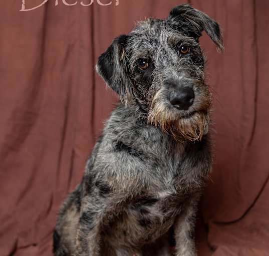 Photo of Diesel