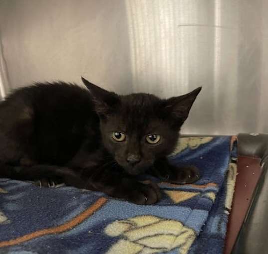 Photo of Cinder - In Foster