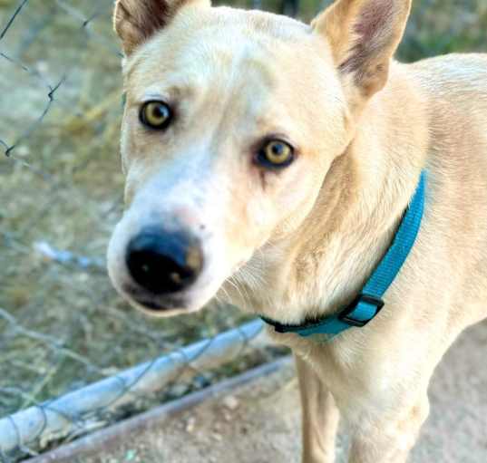 Photo of Sheba