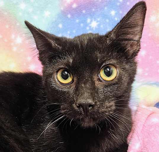 Photo of Loki - RC PetSmart
