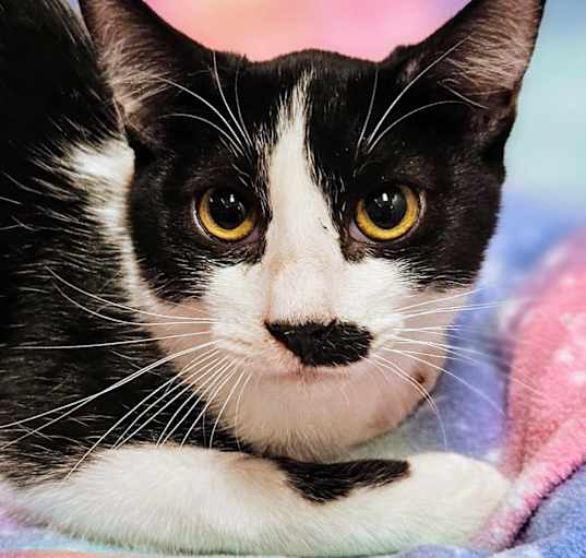 Photo of Tucker - RC PetSmart