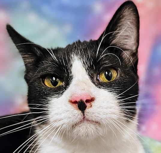 Photo of Andy - RC PetSmart