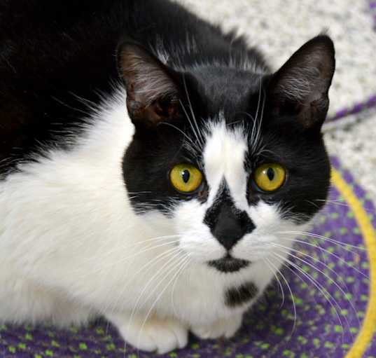 Photo of NOELLE Cat