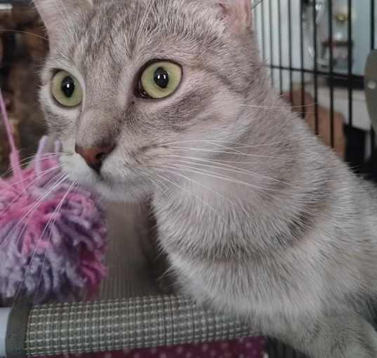 Photo of JellyBean