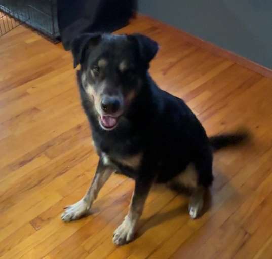 Photo of Loki
