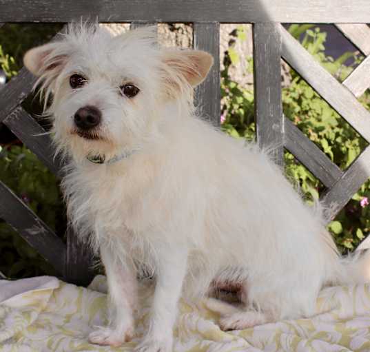 Photo of Randy - 10 pounds