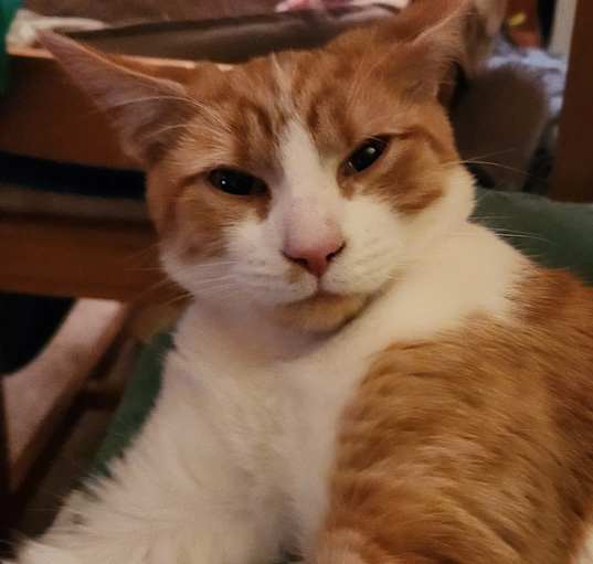 Photo of Oscar