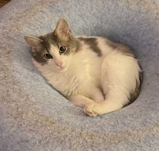 Photo of Dutch