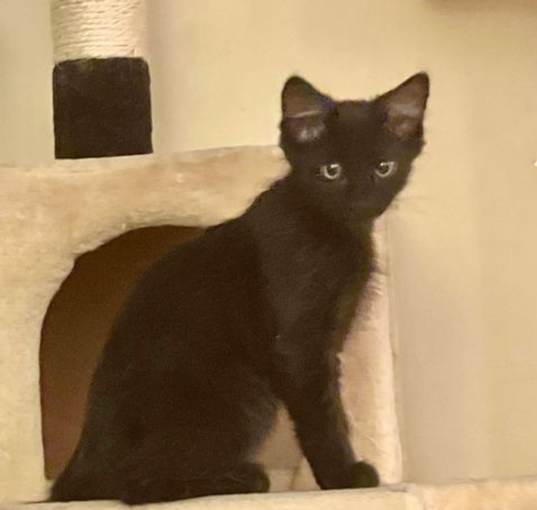 Photo of George (Bonded with Gracie)