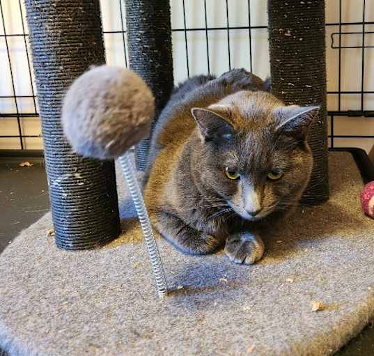 Photo of Raspy