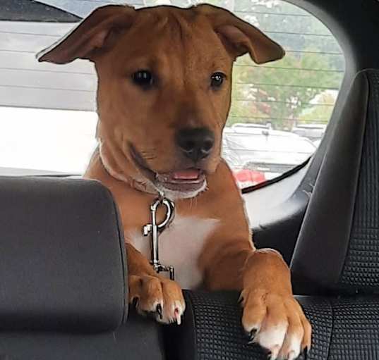 Photo of Dixie