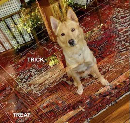Photo of TRICK