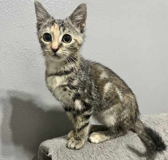 Photo of Mercury