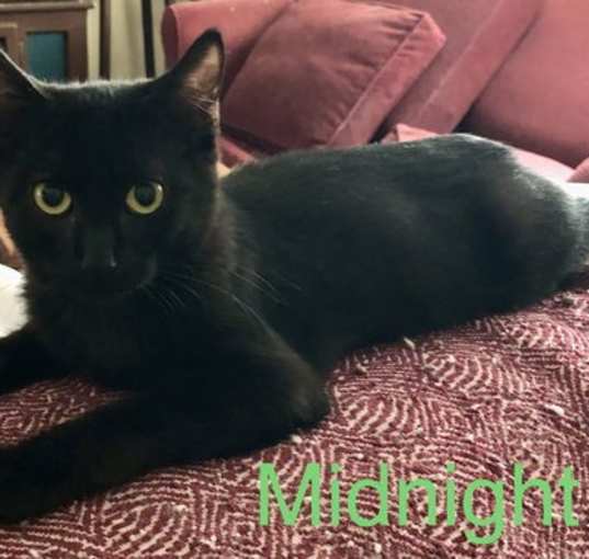 Photo of Midnight (Napa SG)