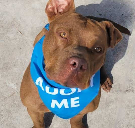 Photo of Ace - Adoption fee fully sponsored!
