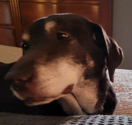 Photo of Bella