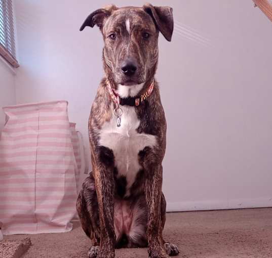 Photo of Mocha