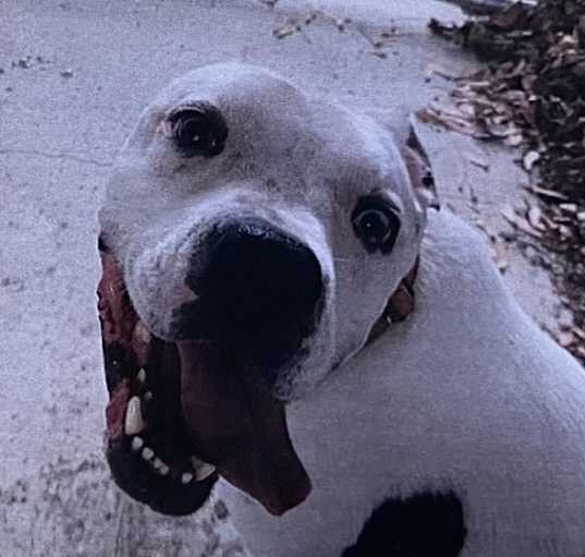 Photo of Chico *