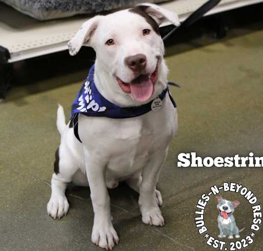 Photo of The Potato Litter:  Shoestring